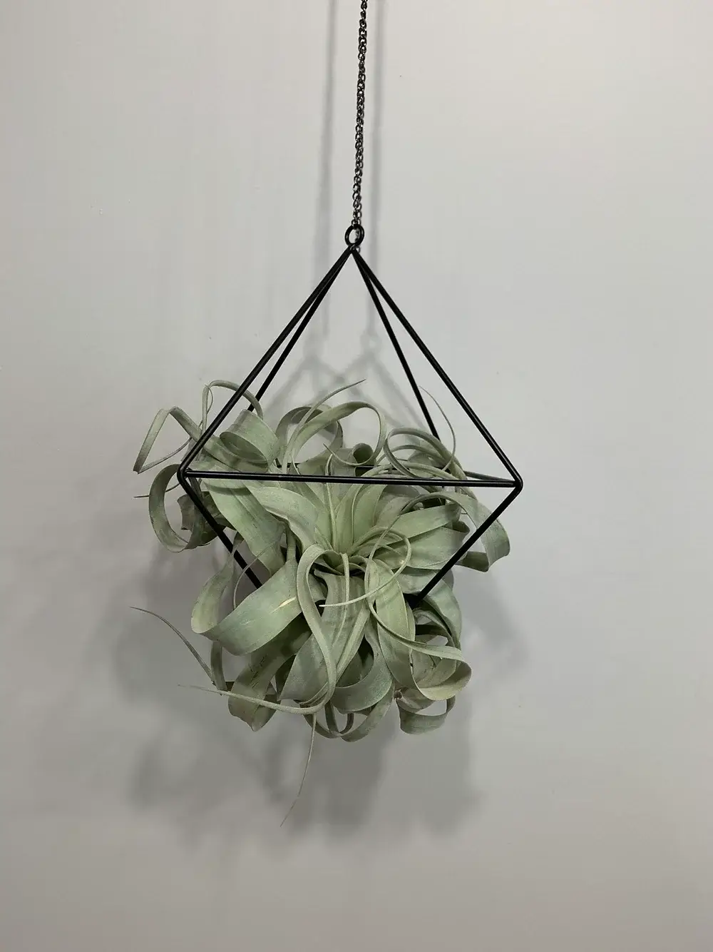 Plante Tillandsia xerografica suspendue