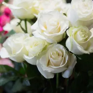 Roses blanches