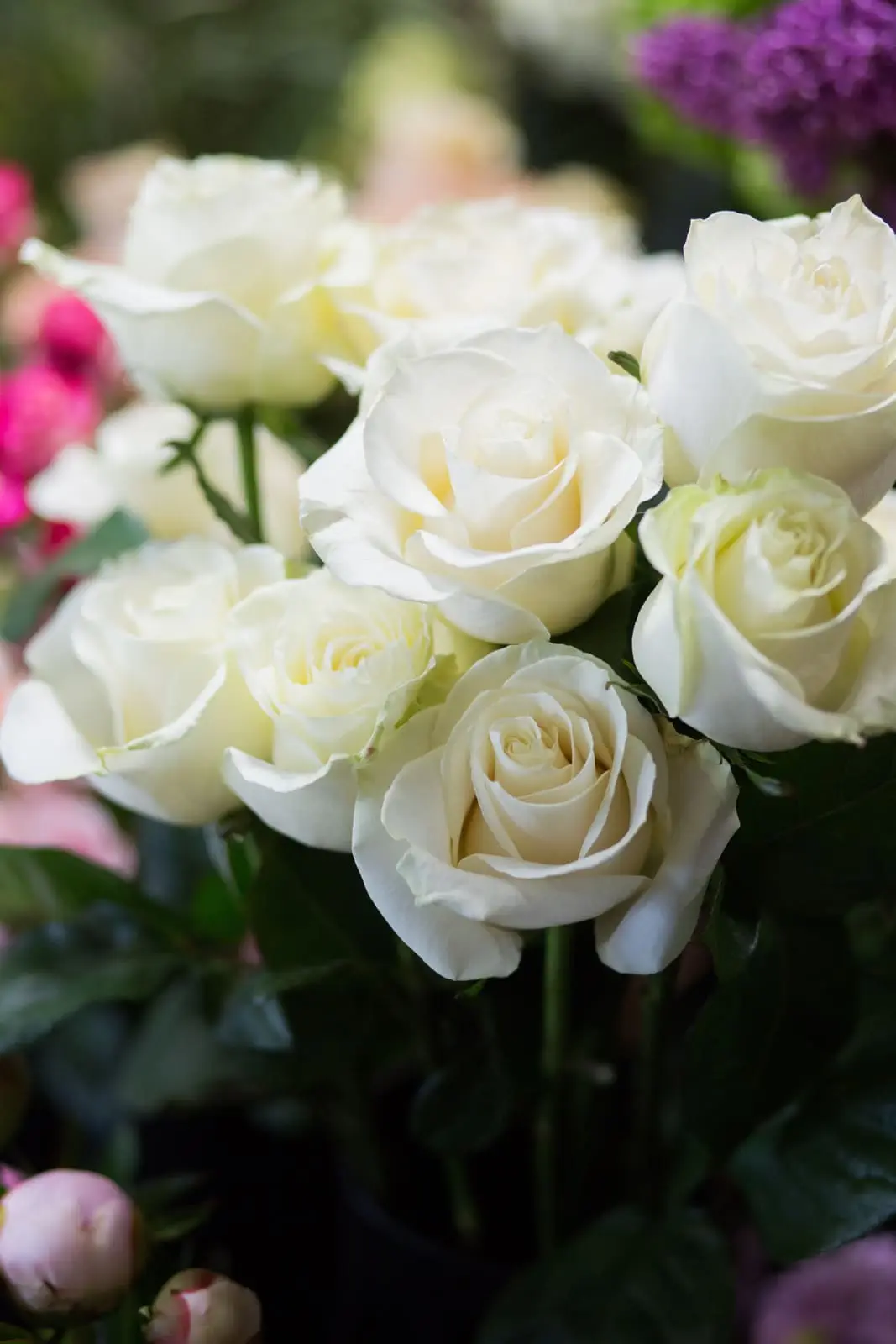 Roses blanches