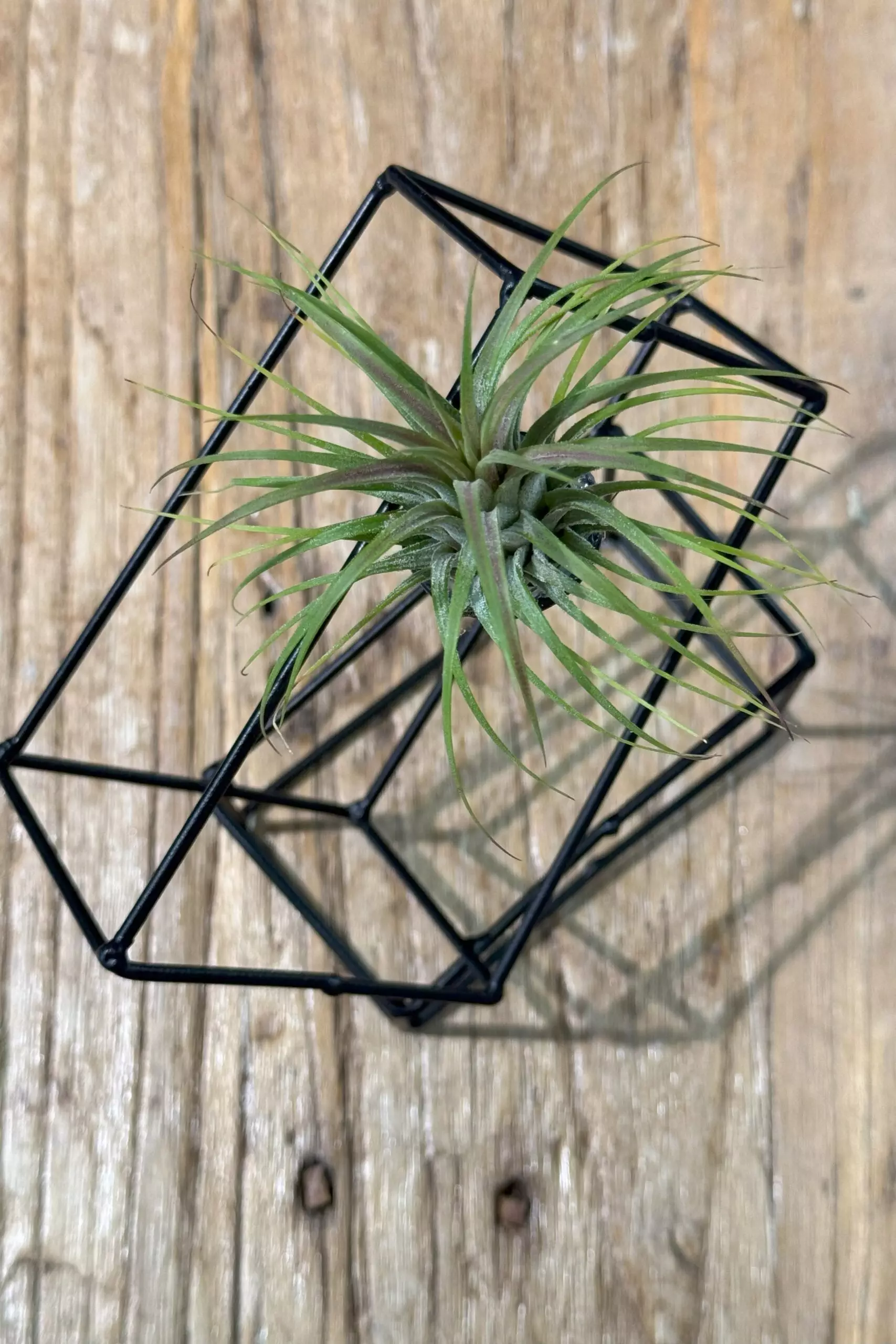 tillandsia ionantha rubra