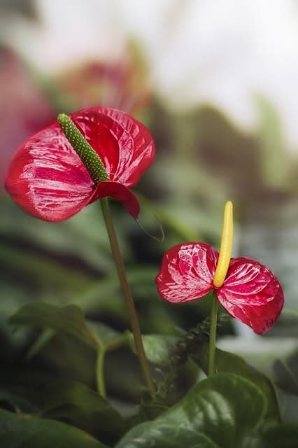 Anthurium 5 po – Image 2