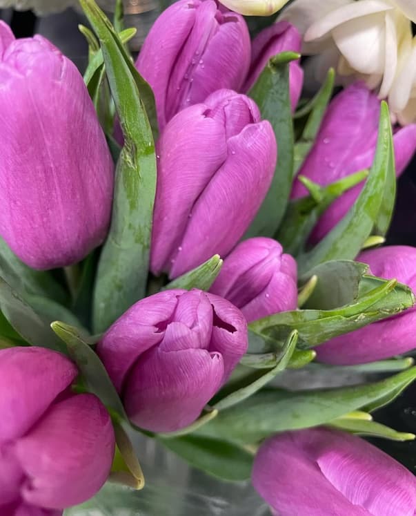 Bouquet de 10 tulipes Canadiennes – Image 4