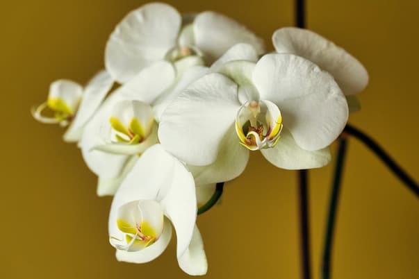 White orchid, flower wallpaper, flower.jpg