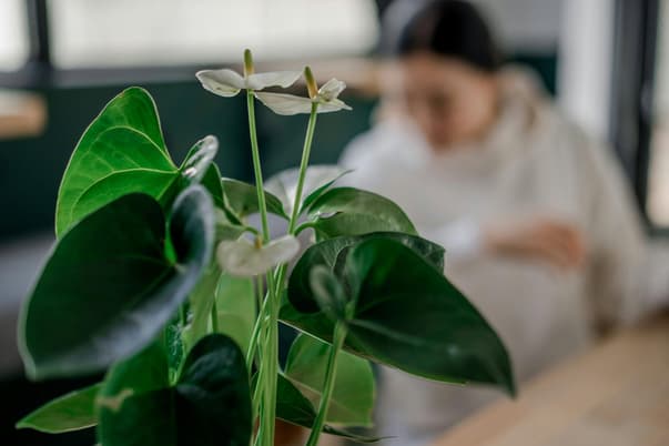 anthurium blanc
