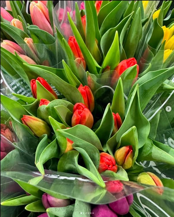 tulipe orange