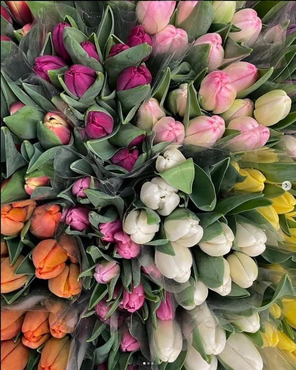 colorful tulip