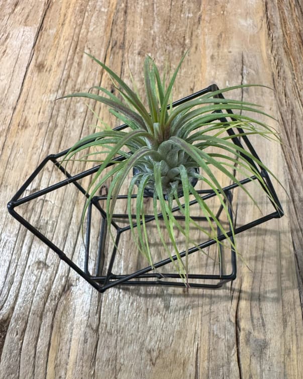 tillandis ionantha rubra