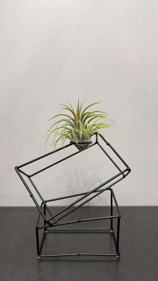 tillandsia- air plant