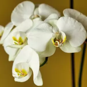 White orchid, flower wallpaper, flower.jpg