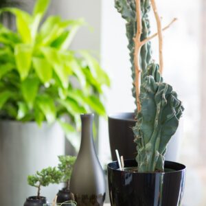 Plantes